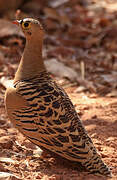 Four-banded Sandgrouse