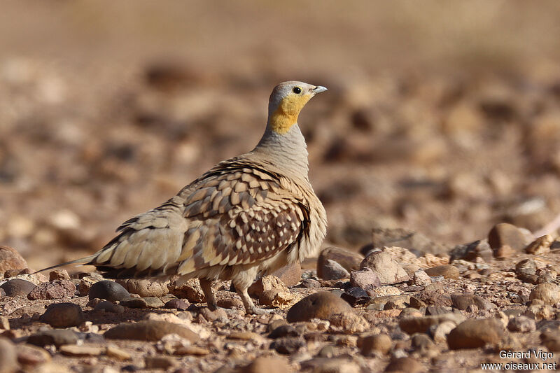 Spotted Sandgrouse male adult