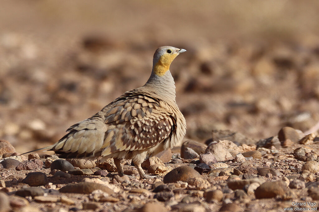 Spotted Sandgrouse male adult