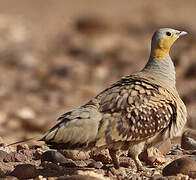 Spotted Sandgrouse