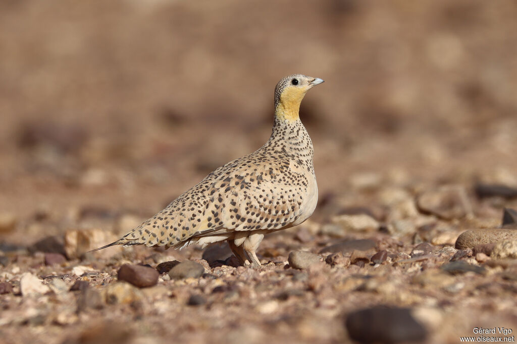 Spotted Sandgrouse female adult