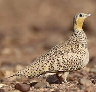 Spotted Sandgrouse