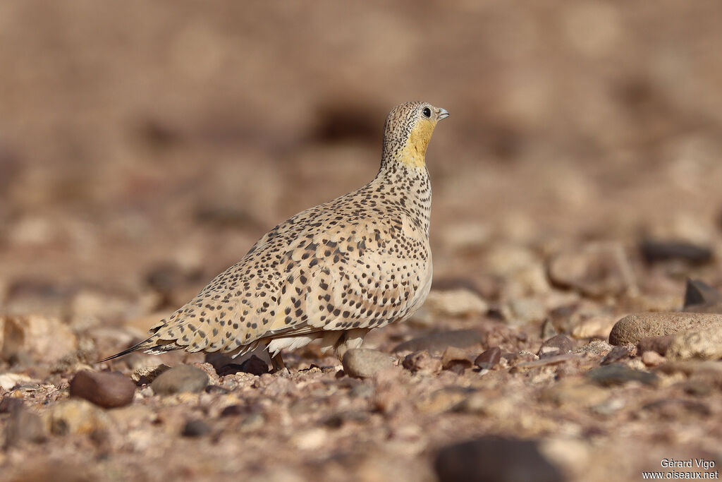 Spotted Sandgrouse female adult