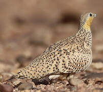 Spotted Sandgrouse