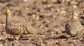 Spotted Sandgrouse