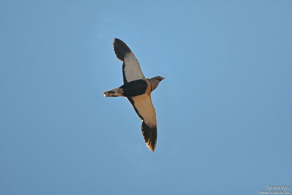 Black-bellied Sandgrouse male adult, Flight