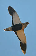 Black-bellied Sandgrouse