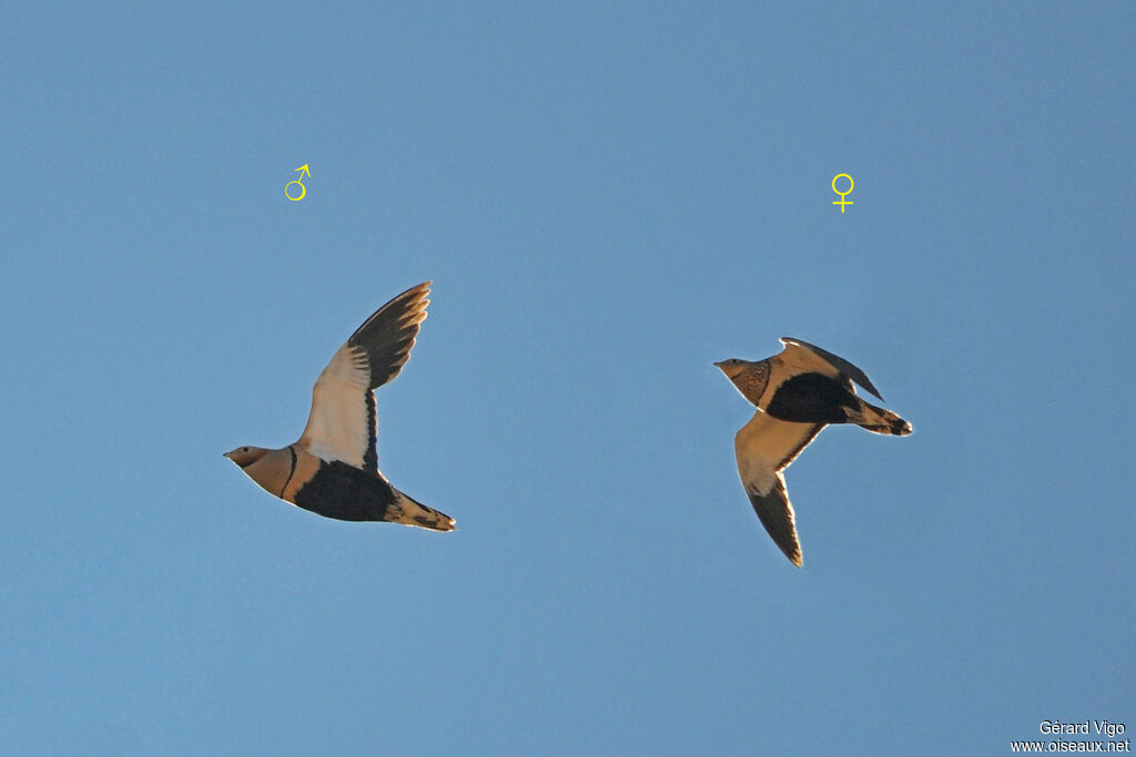 Black-bellied Sandgrouseadult, Flight