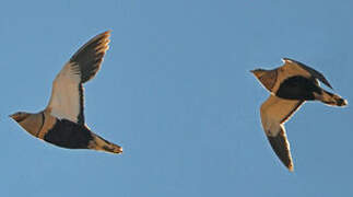 Black-bellied Sandgrouse