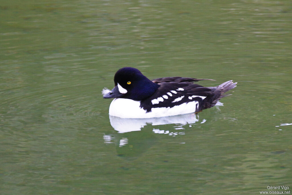 Barrow's Goldeneye male adult breeding