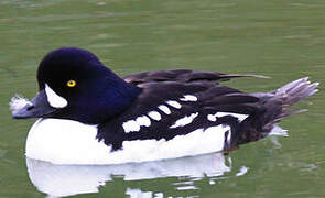 Barrow's Goldeneye