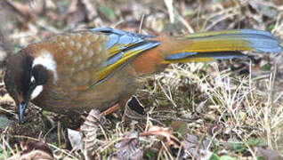 Black-faced Laughingthrush