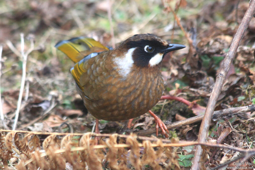 Black-faced Laughingthrushadult