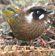 Black-faced Laughingthrush