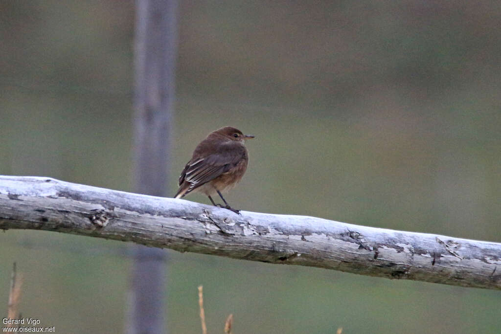 Black-billed Shrike-Tyrantjuvenile, identification