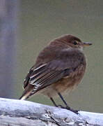 Black-billed Shrike-Tyrant