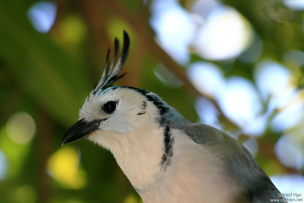 White-throated Magpie-Jayadult