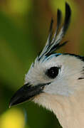 White-throated Magpie-Jay