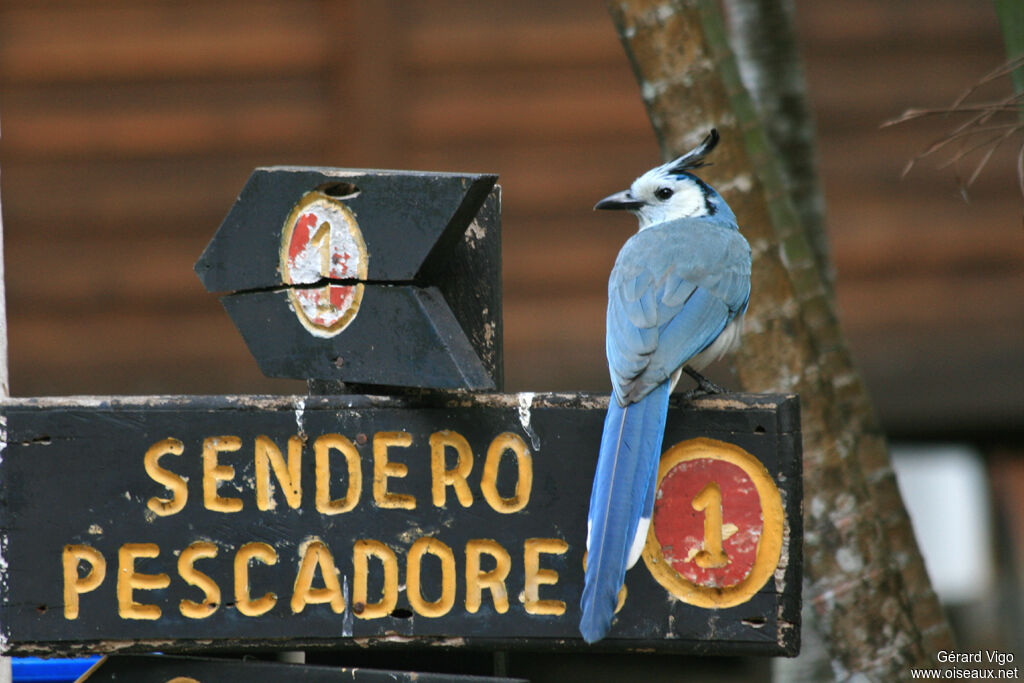 White-throated Magpie-Jayadult