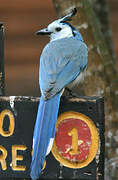 White-throated Magpie-Jay