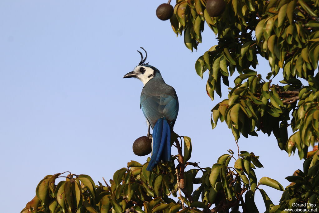 Geai à face blanche