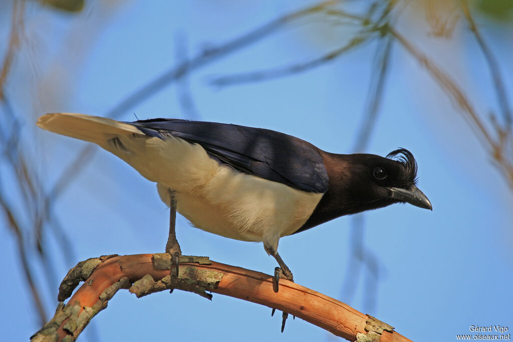 Curl-crested Jayadult