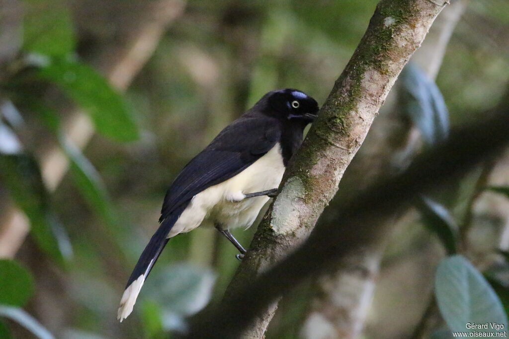 Black-chested Jayadult