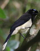 Black-chested Jay