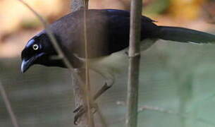 Black-chested Jay