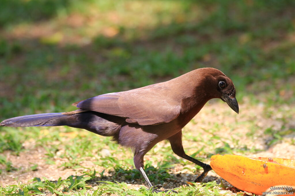 Purplish Jayadult