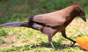 Purplish Jay