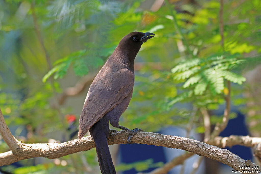 Purplish Jayadult