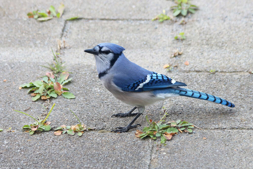 Blue Jayadult, identification