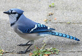 Blue Jay