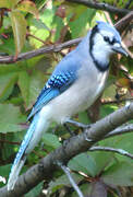 Blue Jay