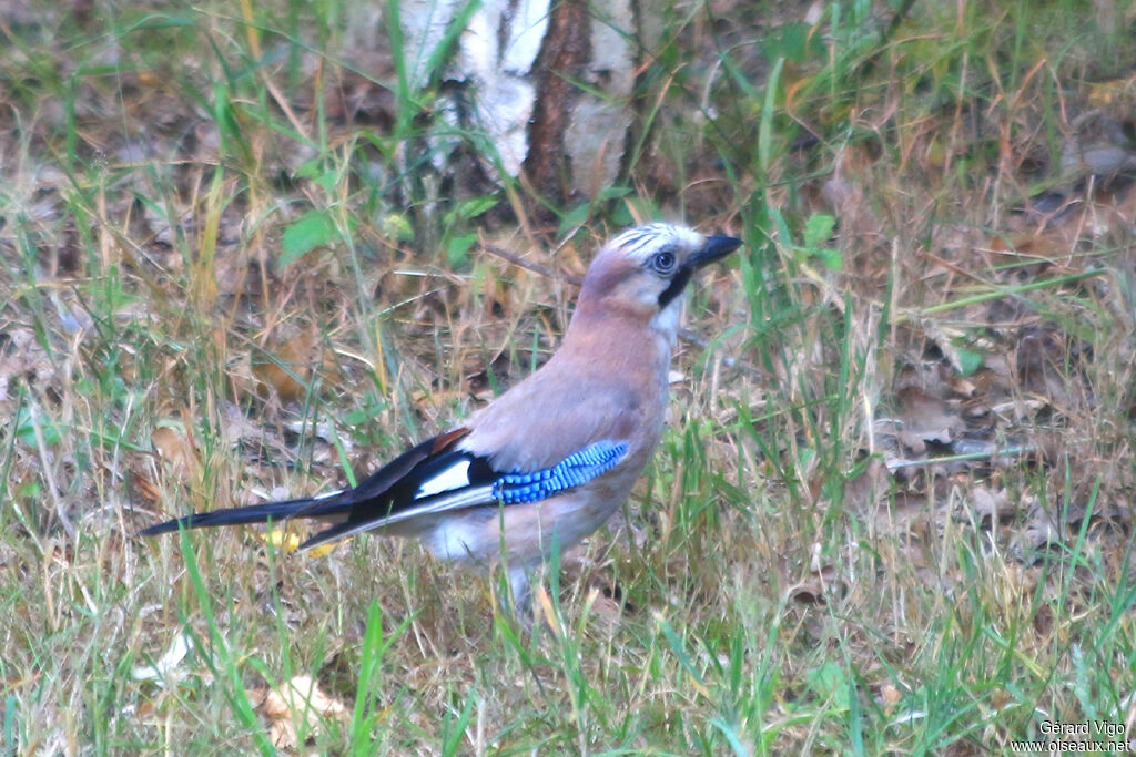 Eurasian Jayadult