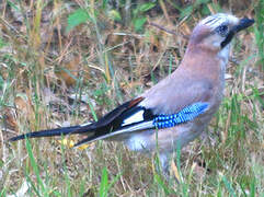 Eurasian Jay