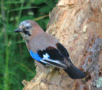 Eurasian Jay