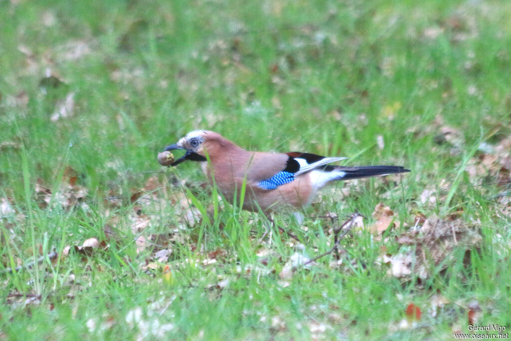 Eurasian Jayadult