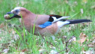 Eurasian Jay