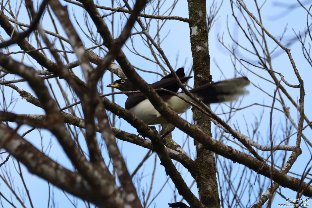 Brown Jayjuvenile