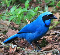 Turquoise Jay