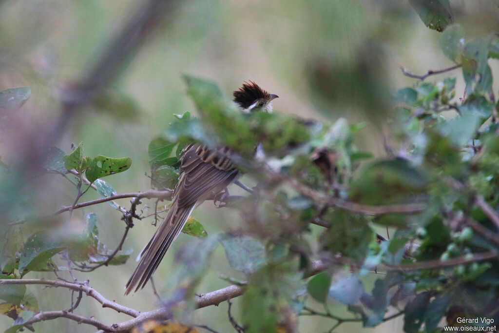 Striped Cuckooadult