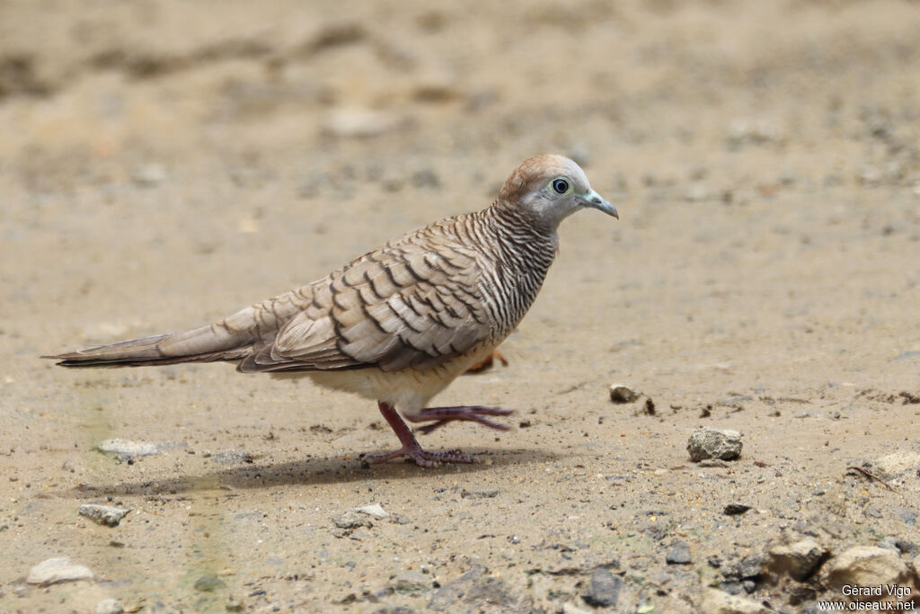 Zebra Doveadult