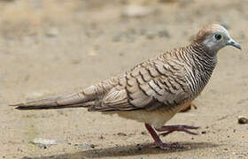 Zebra Dove