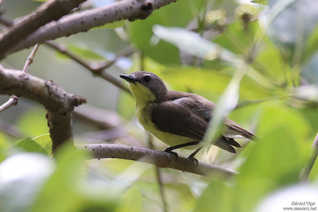 Golden-bellied Gerygoneadult