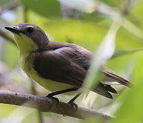 Golden-bellied Gerygone