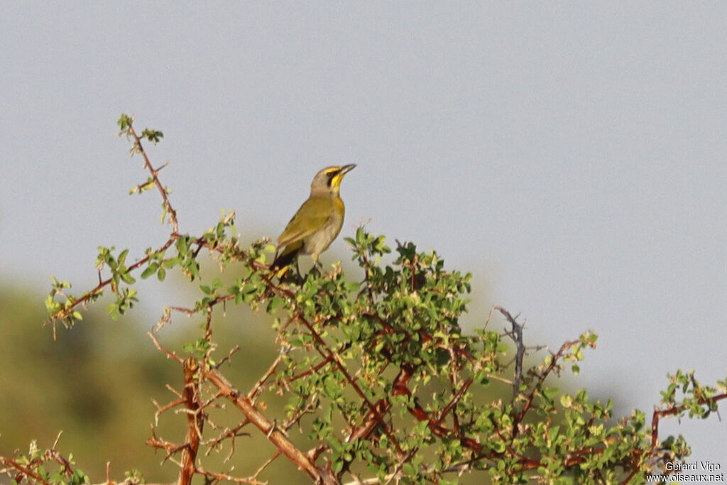 Gladiateur bacbakiri - Gonolek bacbakiri<br />adulte