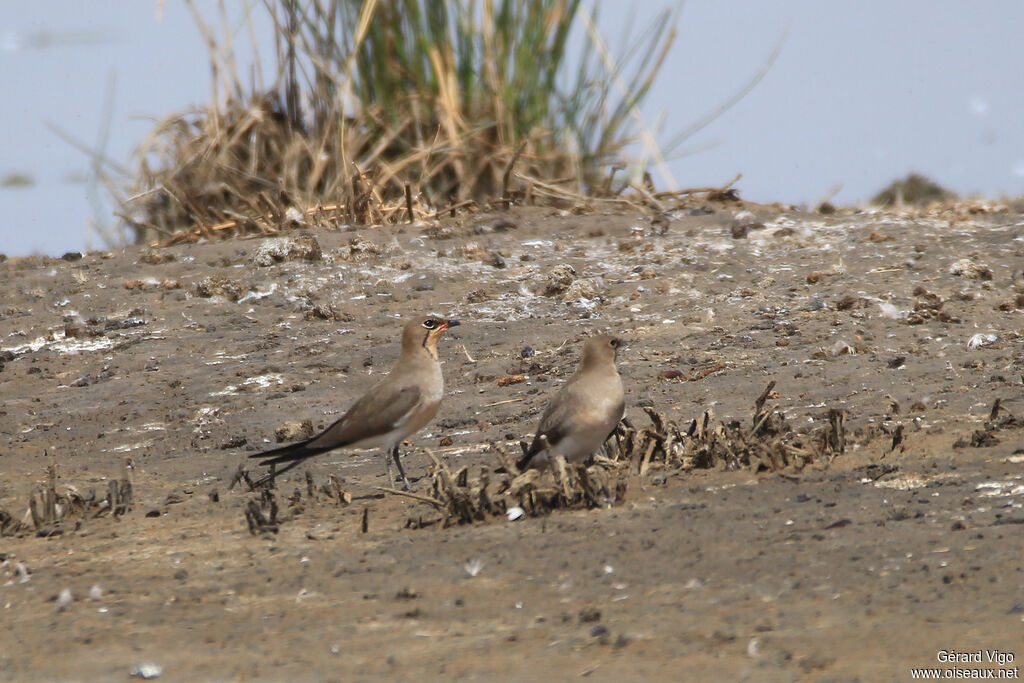 Collared Pratincoleadult