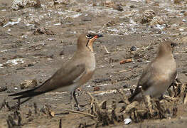 Collared Pratincole